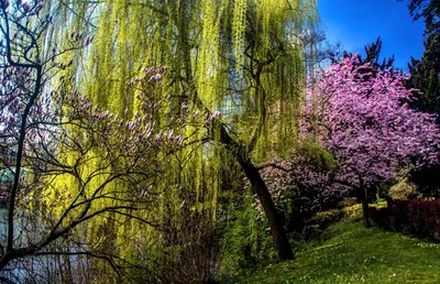 Деревья весной картинки фотографии