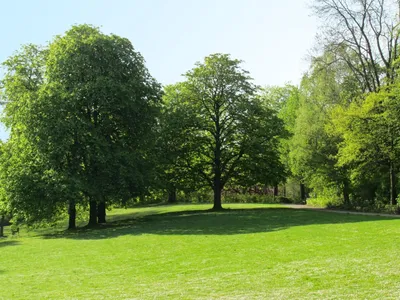 Бесплатные Парк деревья весной стоковые фотографии | FreeImages