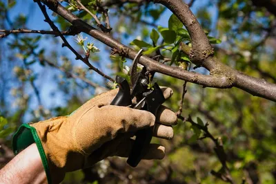 Чем опрыскивать деревья весной - советы садоводам | РБК Украина