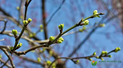 Обработка сада весной от вредителей и болезней: весенняя обработка деревьев,  чем опрыскать плодовые деревья