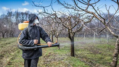 Искореняющая обработка плодового сада от болезней и вредителей весной. |  ВКонтакте