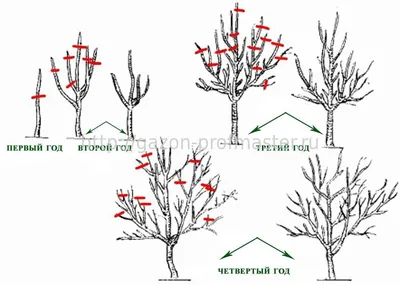 Опрыскивание плодовых деревьев, средства и методы опрыскивания |  cl-forest.ru