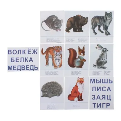 Животные России 1 (Красная Книга) | Интересное | Дзен
