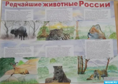 Дикие животные России Стихи про диких животных - YouTube