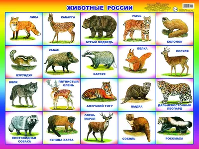 Плакат. Животные России.