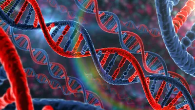 Что представляет собой ДНК и как она функционирует