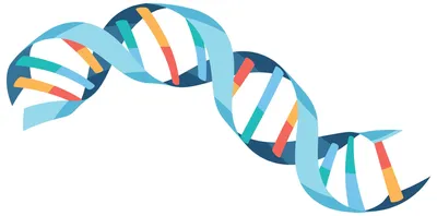 Как работает ДНК?