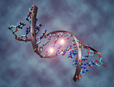 Из чего состоит ДНК человека - структура молекулы ДНК