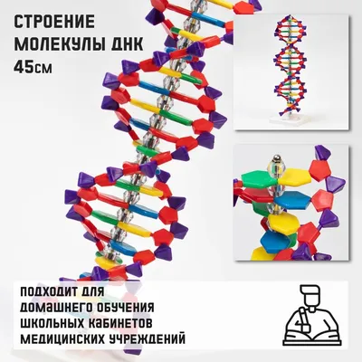 ДНК при верификации погибших | genetyka.com.ua