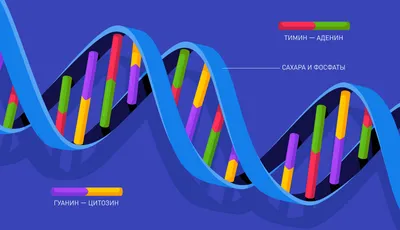 Как работает ДНК?
