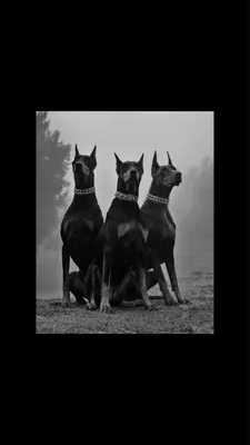 Пин от пользователя Iva Hill на доске VG: Resident Evil | Доберман щенки,  Доберман, Черные собаки