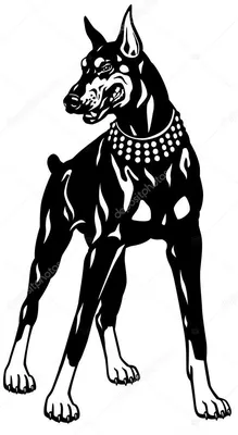 Собака Доберман породы, черно-белые иллюстрации | Доберман, Черные собаки,  Доберман-пинчер