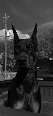 Pin by . on Black | Scary dogs, Doberman pinscher dog, Black doberman
