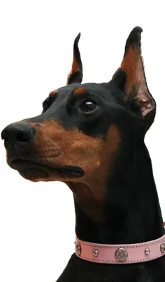 Doberman logo Векторный объект Stock | Adobe Stock