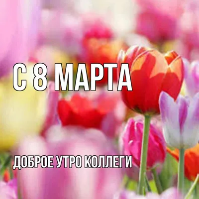 Polina Rodionova - Доброе утро!:) с 8 марта девчёнки, подруги, коллеги,  девушки, женщины, бабушки и мамы!!! 🌷 | Facebook