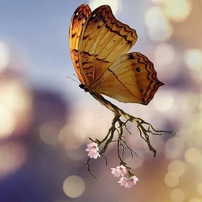 Доброе утро друзья!!! ☕🥧🌞Всем желаю лёгкой недели!!! 🥰🤗#доброеутро  #лето #июнь #бабочка#бабочка🦋 #бабочкицветочки #бабочки #красота… |  Instagram