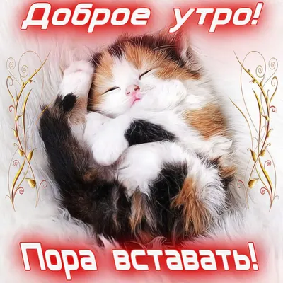 С добрым утром - позитивные, смешные картинки для поднятия настроения -  pictx.ru