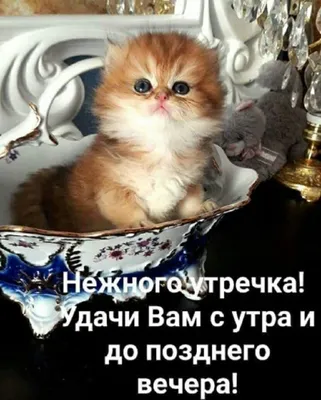 котики говорят доброе утро :) | ВКонтакте