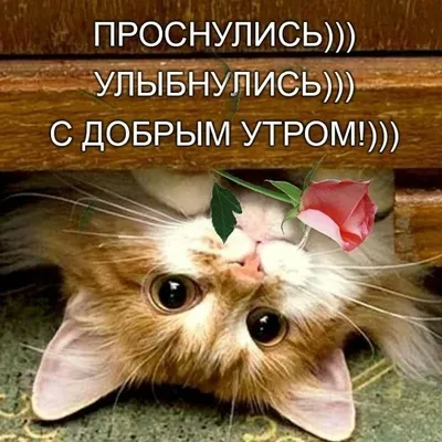 доброе утро картинки кошки｜Поиск в TikTok