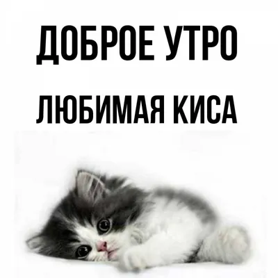 Пин от пользователя Светлана Рублевская на доске Доброе утро | Смешные  котята, Котята, Животные