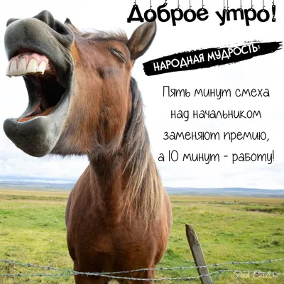 Доброе утро. Коллеги!