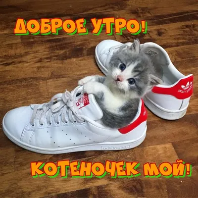 Котов с добрым утром - картинки и фото koshka.top