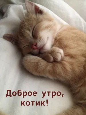 Наташа Нечепаева on Instagram: “Доброе утро 🤍! Крошка 13 см, держит путь  домой 😊” | Teddy bear, Cute, Teddy