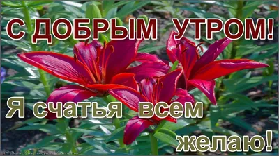 Красивая открытка Куму с Днём Рождения, с розами и деньгами • Аудио от  Путина, голосовые, музыкальные