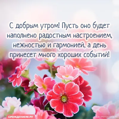 Открытка \"С добрым утром\" со смешной собакой в куртке на даче • Аудио от  Путина, голосовые, музыкальные