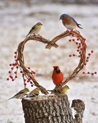 Весеннее 🌸🍃🌞🌿🌸 Утро доброе! | Beautiful birds, Exotic birds, Colorful  birds