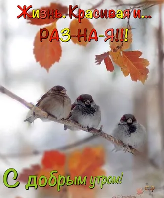 Pin by Светлана on С добрым утром | Beautiful birds, Autumn scenes, Autumn  inspiration
