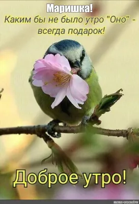 Картинки доброе утро красивые с птичками и цветами (63 фото) » Картинки и  статусы про окружающий мир вокруг