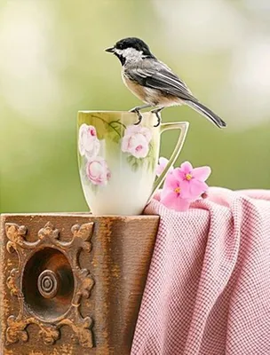 Доброе утро птицы - картинки и открытки с пожеланиями