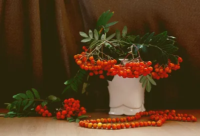 Доброе утро, осень, в вазе ромашки…» — создано в Шедевруме