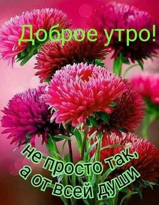 Пин от пользователя Irina Deretskaya на доске доброе утро | Красивые цветы,  Хризантемы, Цветоводство