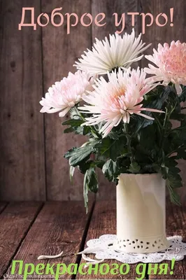 Пин от пользователя Эмма Близнюк на доске Доброе утро | Цветы, Хризантемы,  Красивые цветы