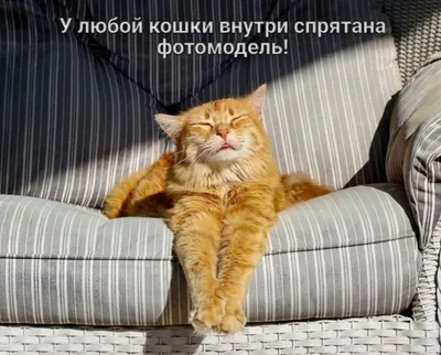 открытки доброе утро с кошками｜Поиск в TikTok