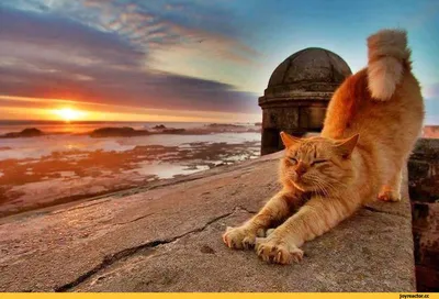 Доброе Утро Любимая Картинки С Кошками – Telegraph