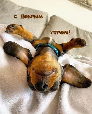 С добрым вас утро!! #открытка #доброеутро #собаки #внуку #внучке #сыну... |  TikTok