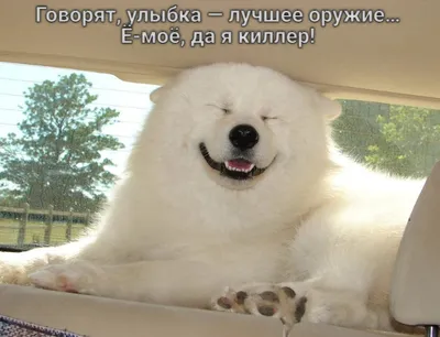 Доброе утро с потягушками) #доброеутро #goodmorning #собаки #кошки  #животные #хаски #сибирские #dogs #cats #animals #haski #Siberian #люди… |  Instagram