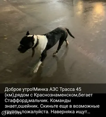 Открытка с добрым утром с собаками — Slide-Life.ru