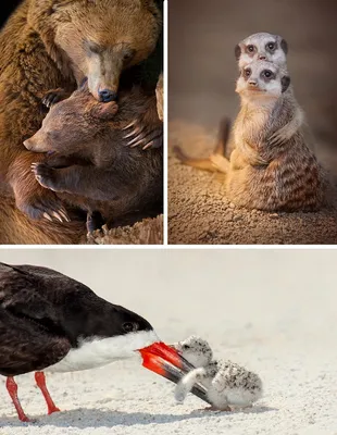 Самые добрые фотографии объятий животных