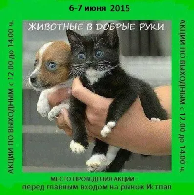 Фонд помощи животным Добрые руки, ищет: 1 KGS ᐈ Коты | Бишкек | 53905412 ➤  lalafo.kg
