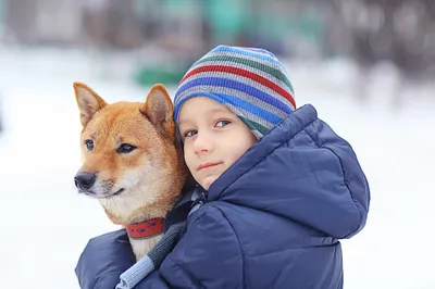 Отдам красивых щенков в добрые руки купить в Кирово-Чепецке | Животные и  зоотовары | Авито