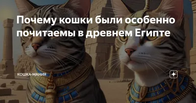 доброго вечера красивые видеос кошками 2023｜Поиск в TikTok