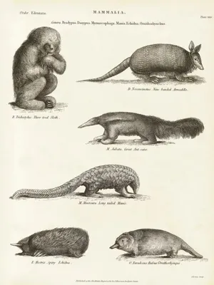 Доисторические животные, дожившие до наших дней