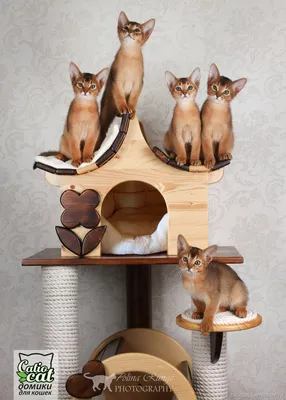 Домик для кошки ДКм1/1 - заказать онлайн с доставкой по России. Koshkoved