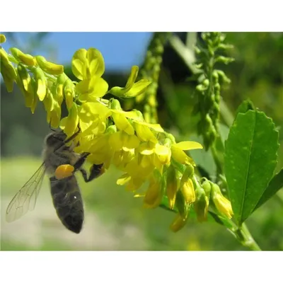 Донник желтый (буркун), 500 грамм в интернет-магазине инвентаря для  пчеловода - Uleyshop