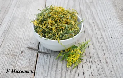 Донник лекарственный (Melilotus officinalis) ⋆ Сорные растения