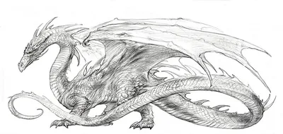 Рисунки Драконов для срисовки: 100 идей - простых, легких, красивых | Arte  de dragón, Dibujo de dragón, Arte de criaturas míticas